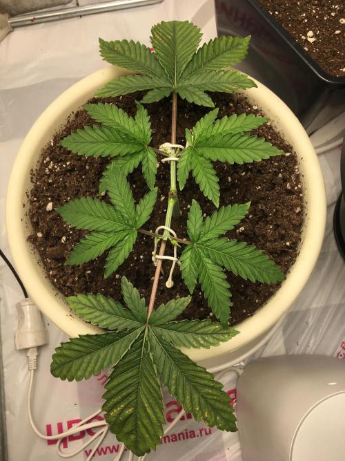The Tropical Ice Cream One  F026. Week 4