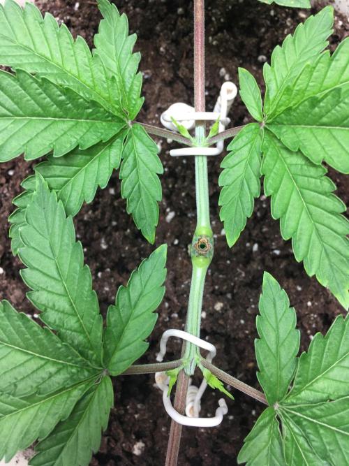 The Tropical Ice Cream One  F026. Week 4 - #1