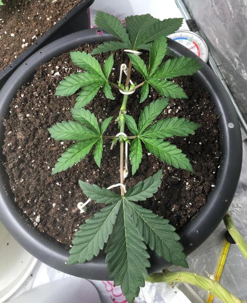 The Gassy One F027. Week 4