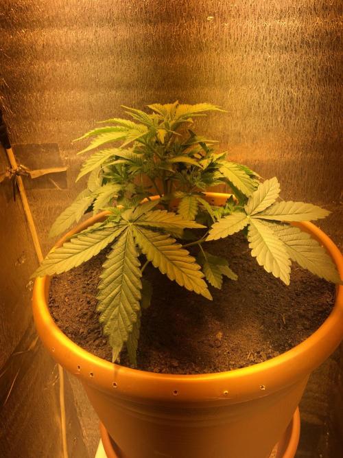 The Tropical Ice Cream One  F026. Week 4 - #2