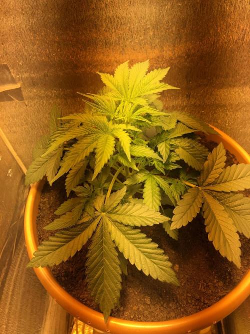 The Tropical Ice Cream One  F026. Week 4