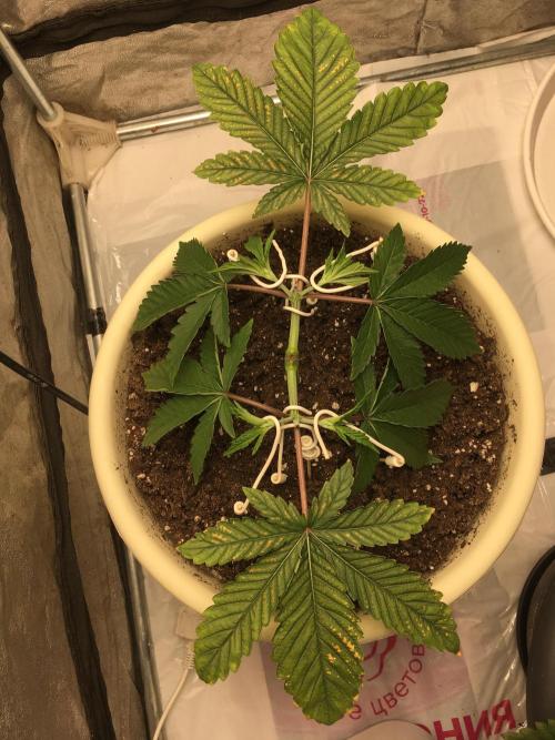 The Tropical Ice Cream One  F026. Week 4