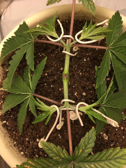 The Tropical Ice Cream One  F026. Week 4