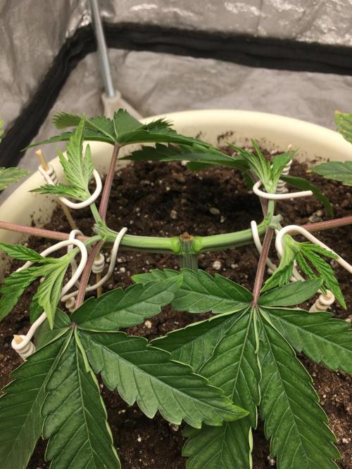 The Tropical Ice Cream One  F026. Week 4
