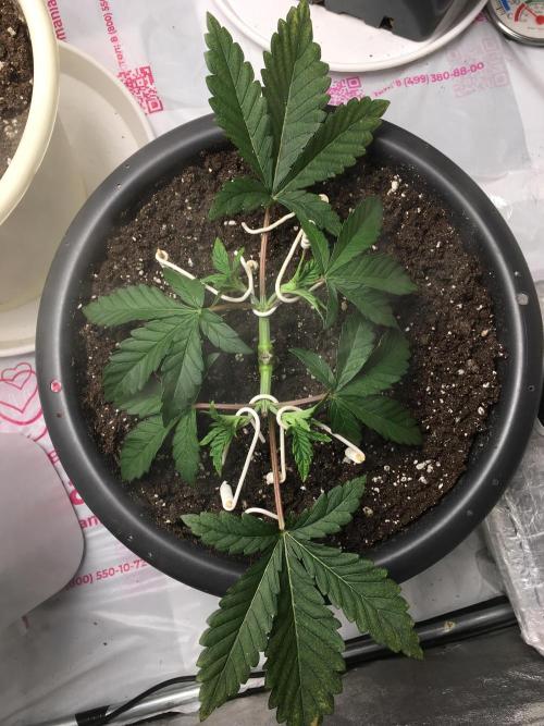 The Gassy One F027. Week 4