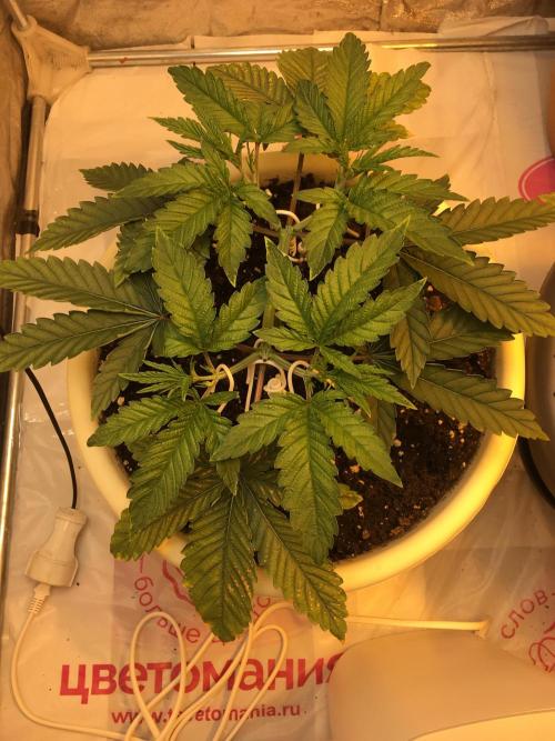 The Tropical Ice Cream One  F026. Week 5