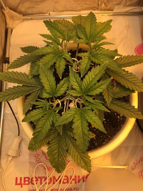 The Tropical Ice Cream One  F026. Week 5