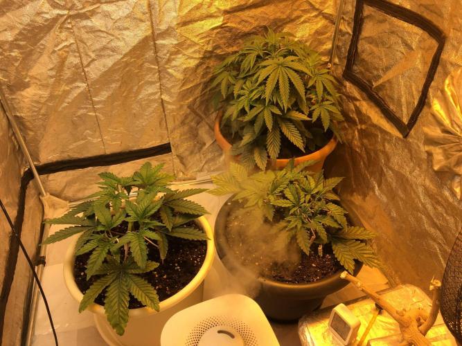 The Tropical Ice Cream One  F026. Week 5