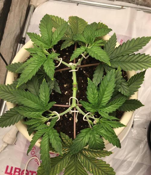 The Tropical Ice Cream One  F026. Week 5 - #1