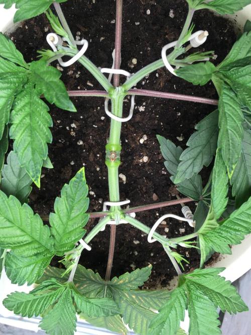 The Tropical Ice Cream One  F026. Week 5