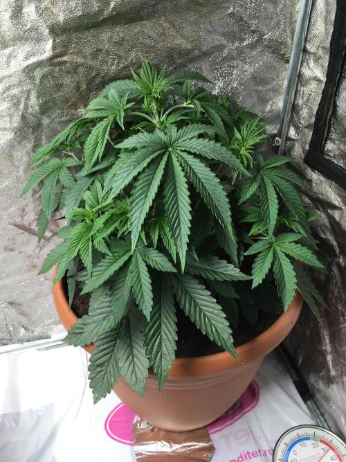 The Tropical Ice Cream One  F026. Week 5 - #2