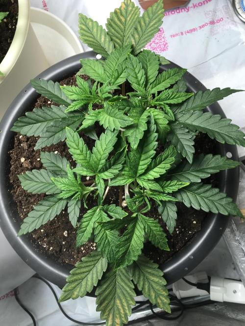 The Gassy One F027. Week 5