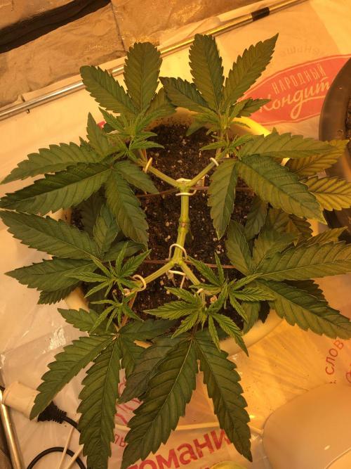 The Tropical Ice Cream One  F026. Week 5