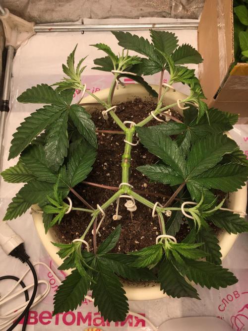 The Tropical Ice Cream One  F026. Week 5 - #1