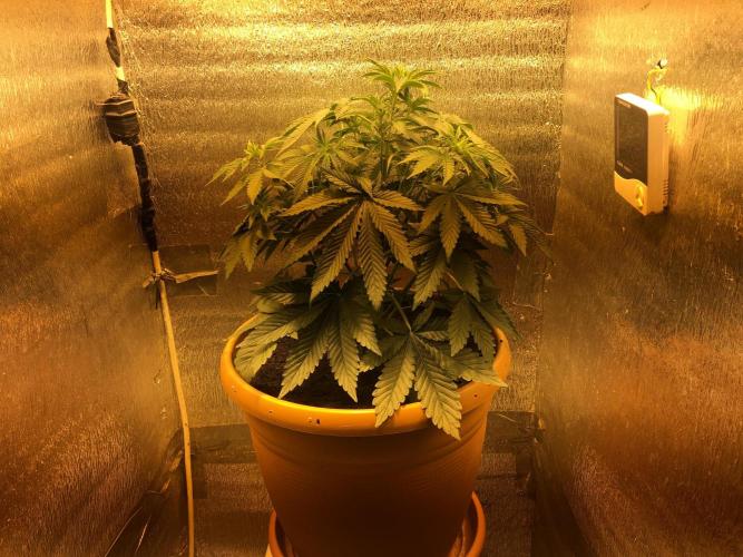 The Tropical Ice Cream One  F026. Week 5 - #2