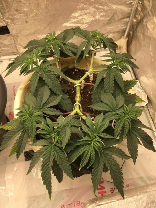 The Tropical Ice Cream One  F026. Week 6
