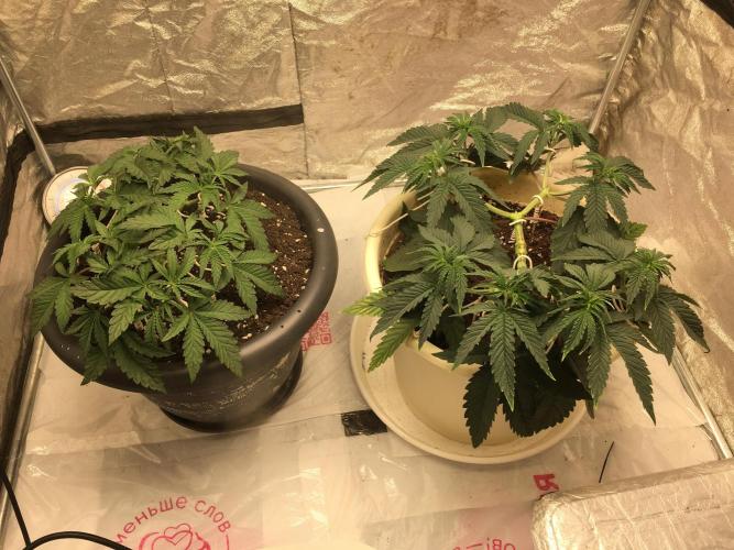 The Tropical Ice Cream One  F026. Week 6