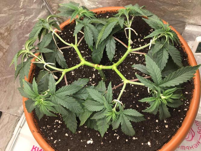 The Tropical Ice Cream One  F026. Week 6 - #1