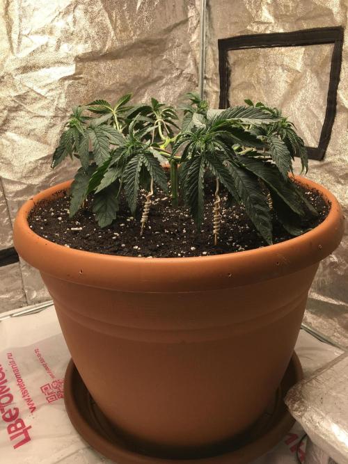 The Tropical Ice Cream One  F026. Week 6