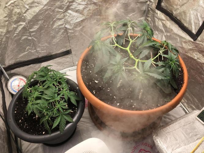 The Tropical Ice Cream One  F026. Week 6