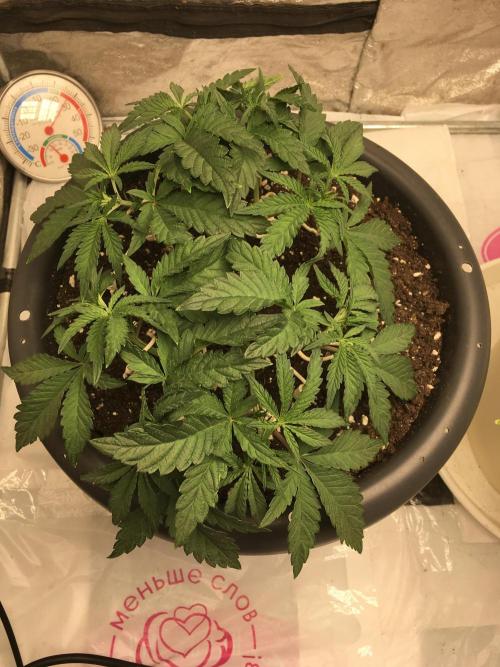 The Gassy One F027. Week 6