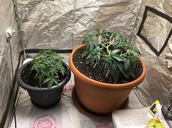 The Gassy One F027. Week 6