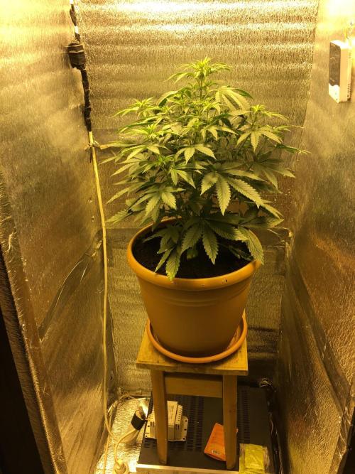 The Tropical Ice Cream One  F026. Week 6 - #2
