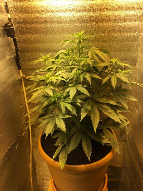 The Tropical Ice Cream One  F026. Week 6