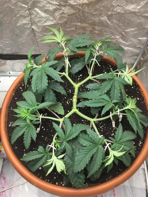 The Tropical Ice Cream One  F026. Week 6