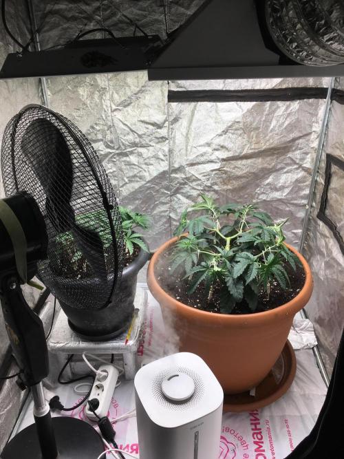 The Tropical Ice Cream One  F026. Week 6