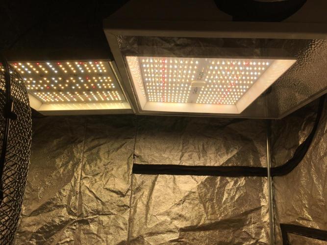 The Tropical Ice Cream One  F026. Week 6