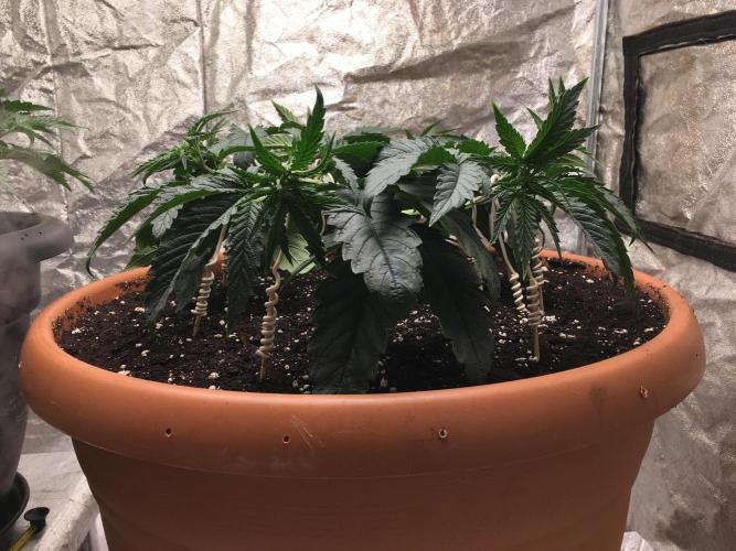 The Tropical Ice Cream One  F026. Week 6