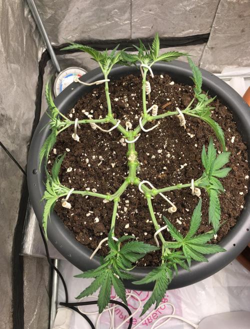 The Gassy One F027. Week 6
