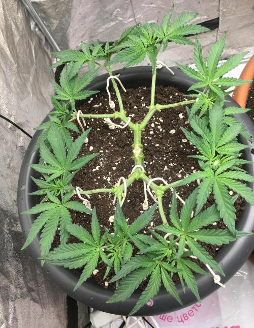 The Gassy One F027. Week 6