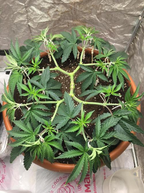 The Tropical Ice Cream One  F026. Week 6