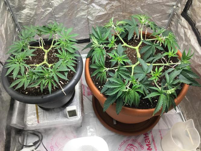The Tropical Ice Cream One  F026. Week 6