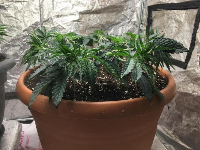 The Tropical Ice Cream One  F026. Week 6