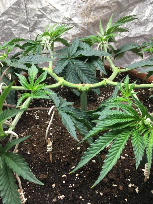 The Tropical Ice Cream One  F026. Week 6