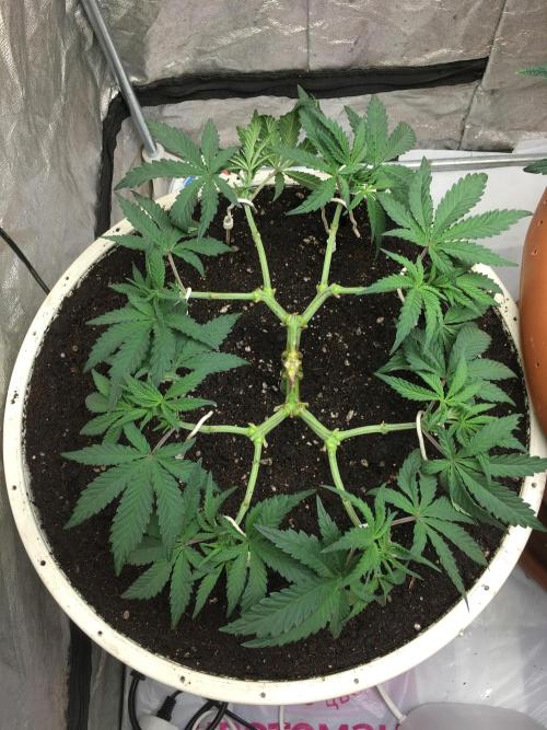 The Gassy One F027. Week 6