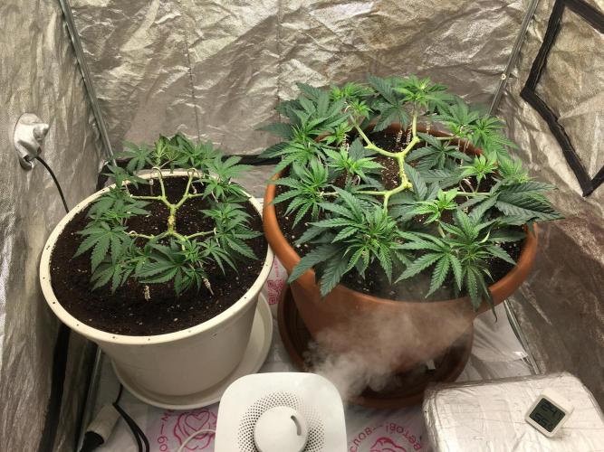 The Gassy One F027. Week 6