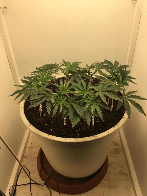 The Gassy One F027. Week 7
