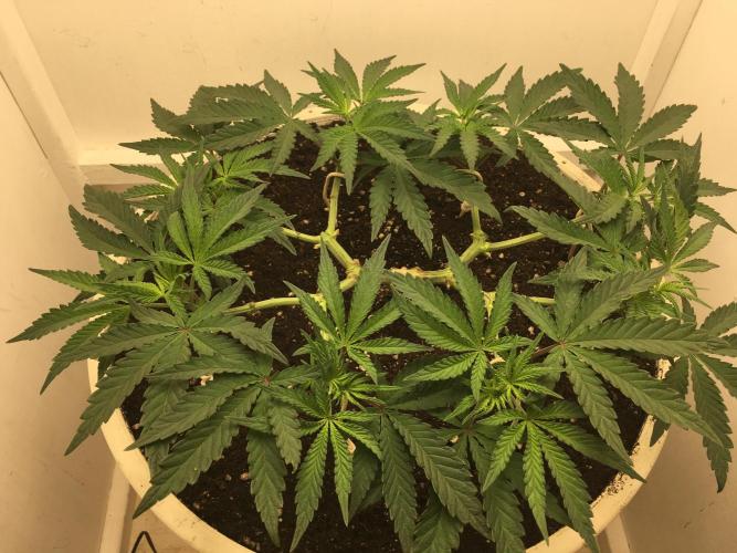 The Gassy One F027. Week 7