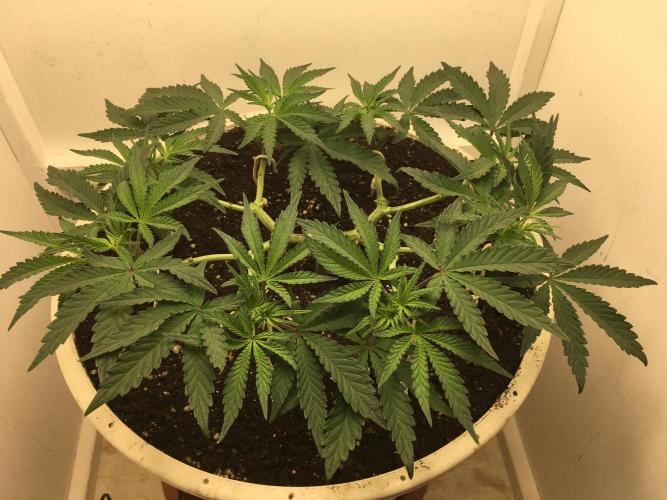 The Gassy One F027. Week 7