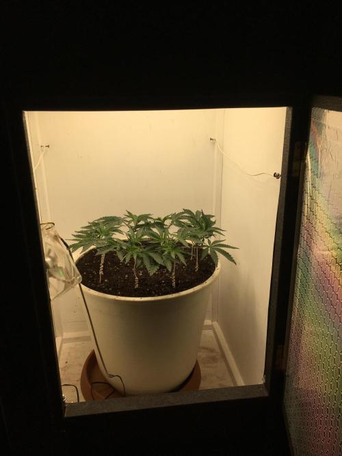 The Gassy One F027. Week 7