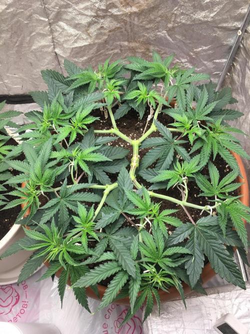 The Tropical Ice Cream One  F026. Week 7 - #1