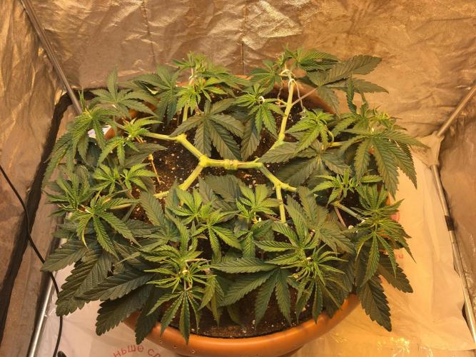 The Tropical Ice Cream One  F026. Week 7