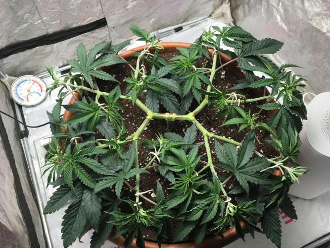 The Tropical Ice Cream One  F026. Week 7