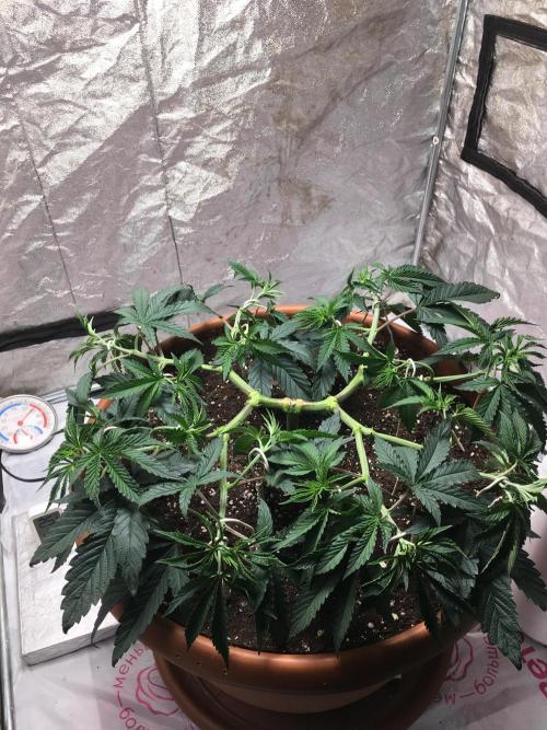 The Tropical Ice Cream One  F026. Week 7