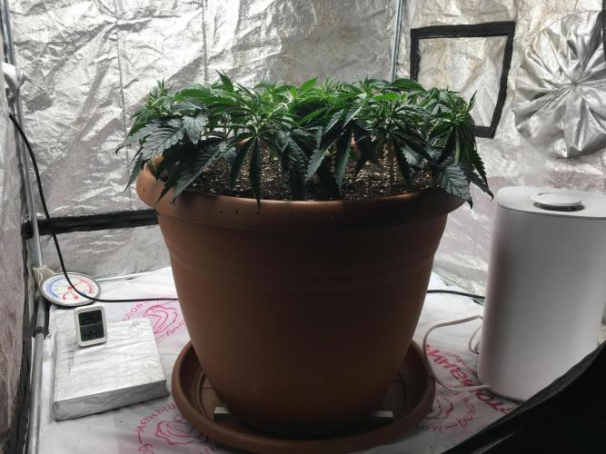 The Tropical Ice Cream One  F026. Week 7