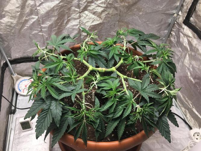 The Tropical Ice Cream One  F026. Week 7